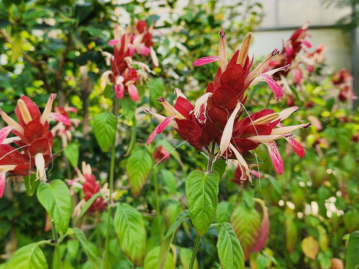 새우풀(붉은새우초)