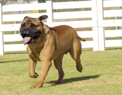 도그런으로 달리는 불마스티프.