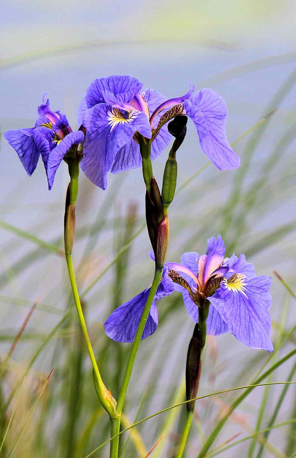 서울창포원 사계축제 꽃 기억해