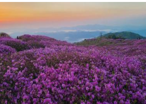 황매산 철쭉 개화상황