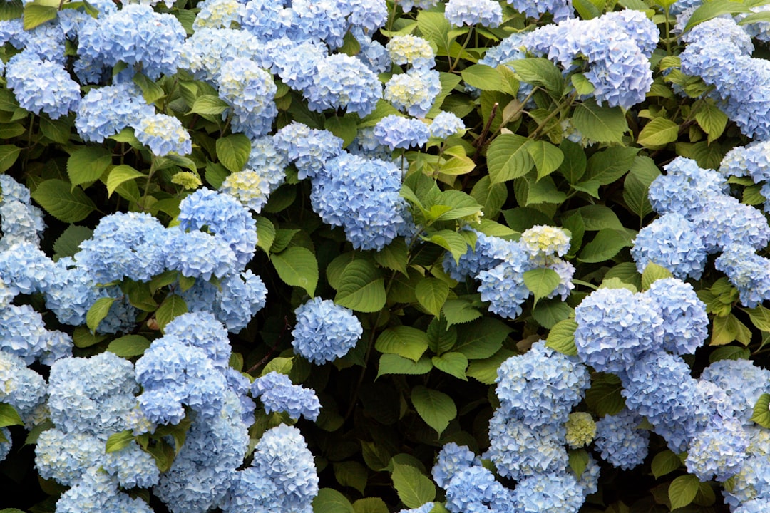 Hydrangea