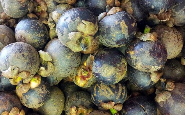 망고스틴보관법