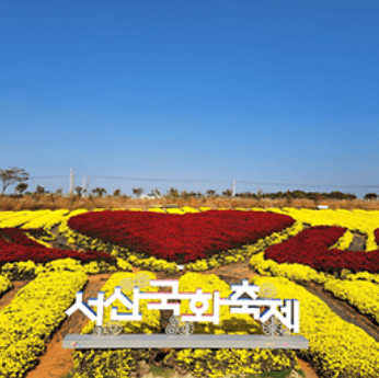 서산국화축제