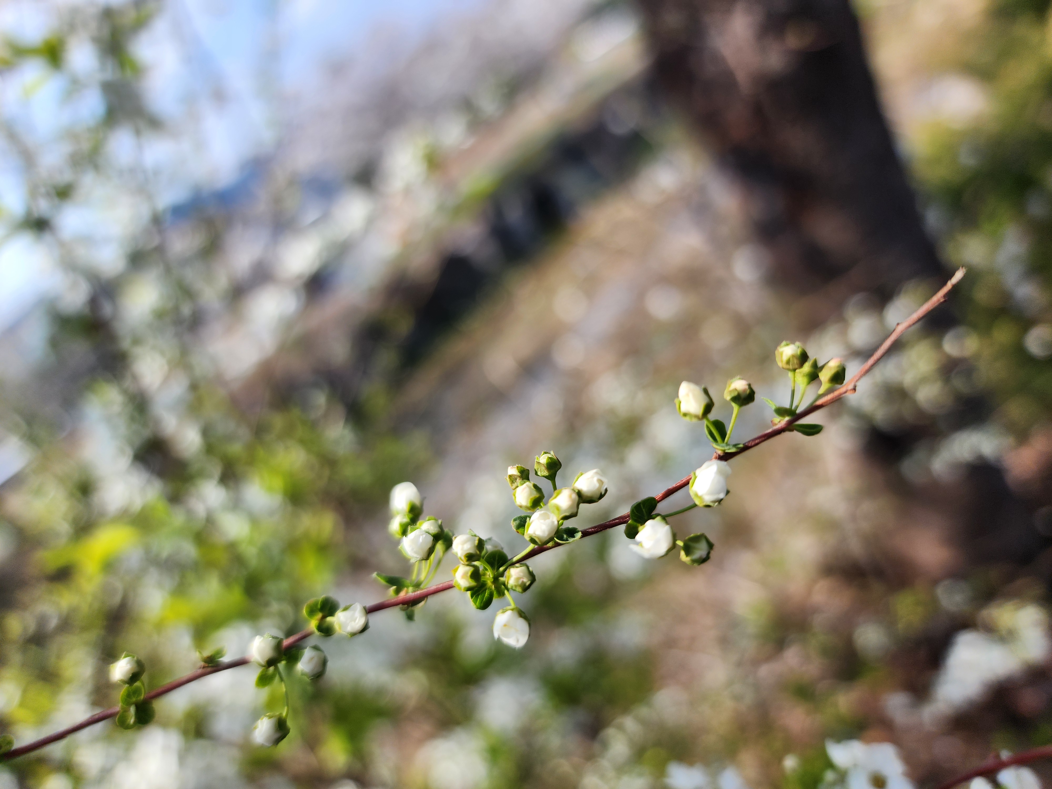 조팝나무 꽃봉오리가 작은 가지에 포도송이처럼 달려 있어요.