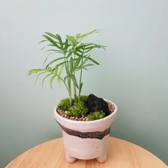 테이블야자 키우기 물주기 실내위치 통풍관리 사무실과 집 모두 적용_5