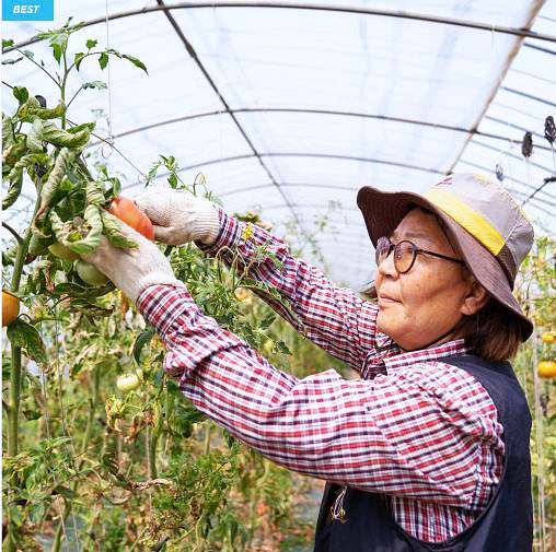 6시내고향 경북 경주 아삭 달달한 찰 토마토 파는 곳 전국 택배 온라인 전화 주문 추천