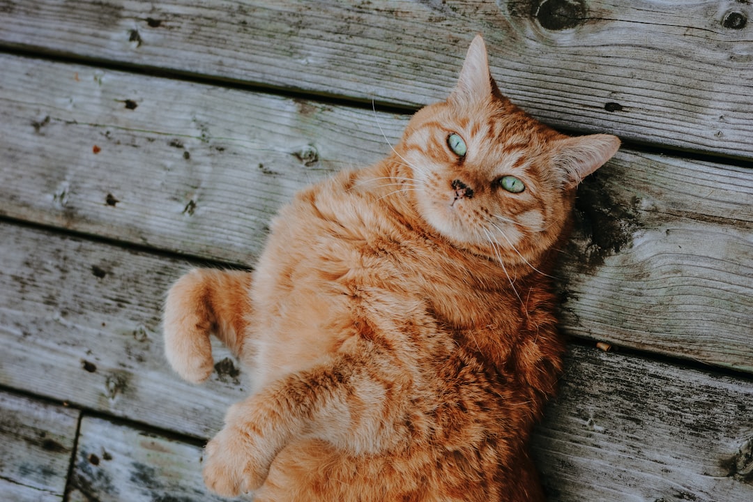 Side fat
