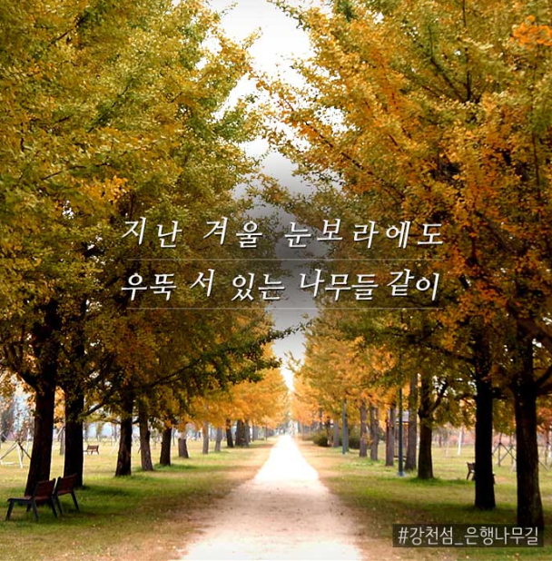 단풍시기