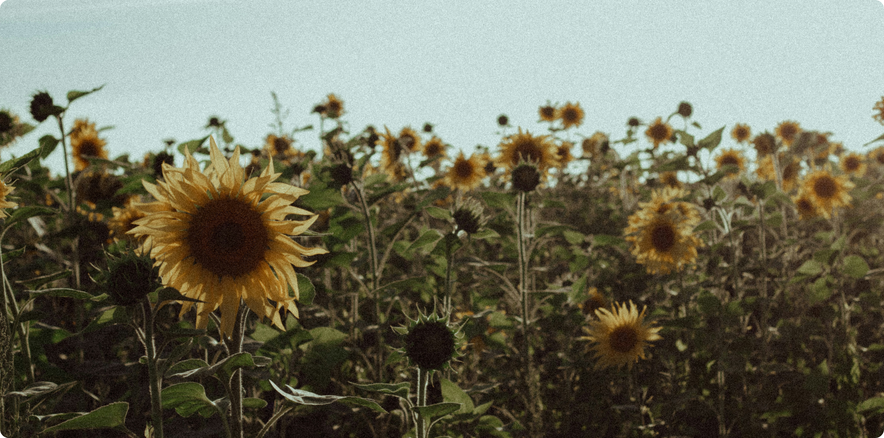 sunflower