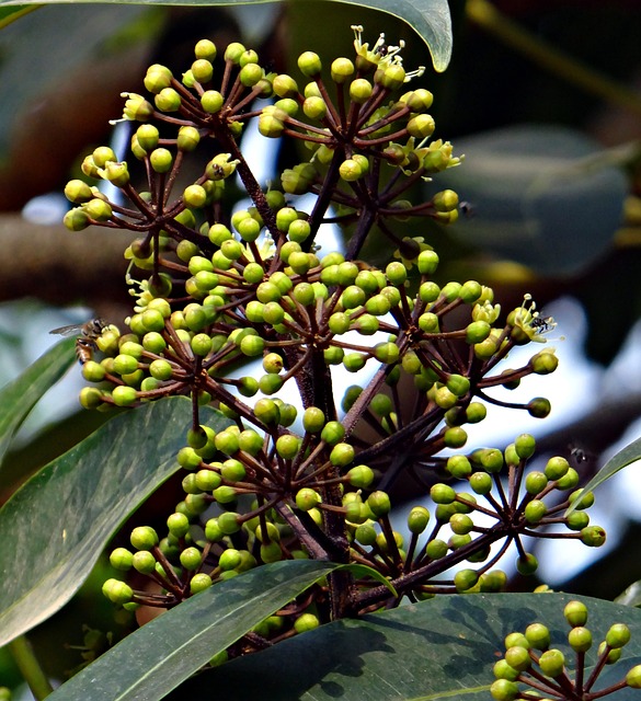 두릅의 영양성분