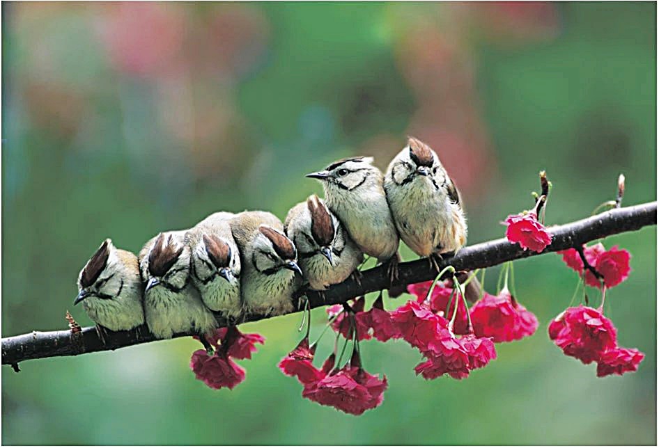 모여있는 Taiwan Yuhina