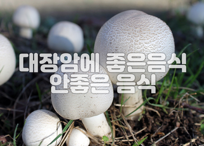 아가리쿠스 버섯 이미지