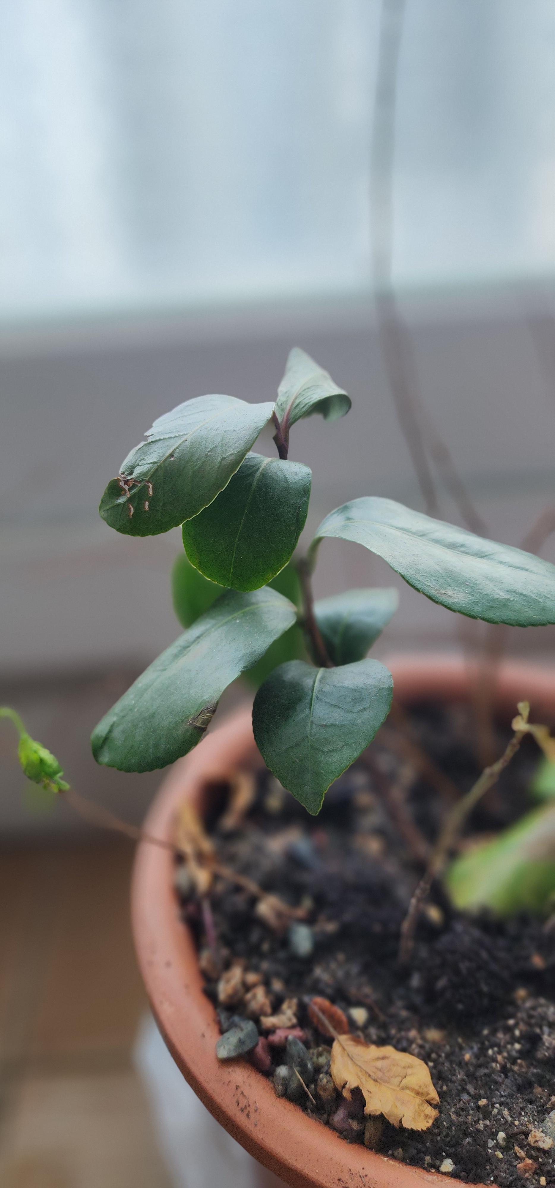 무화과나무 기르기