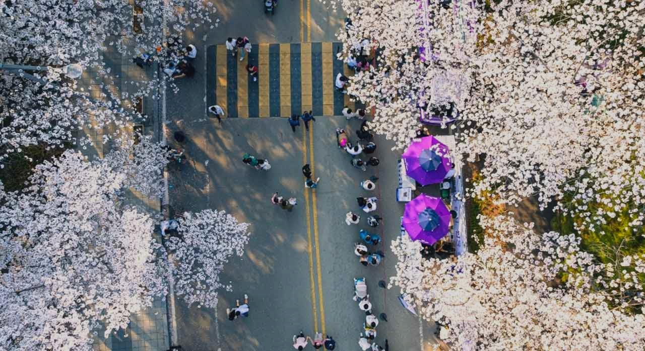 2024 렛츠런파크 서울 벚꽃축제 거리를 걷는 사람들. [ⓒ한국관광공사]