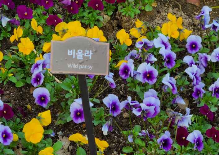 화담숲-비올라