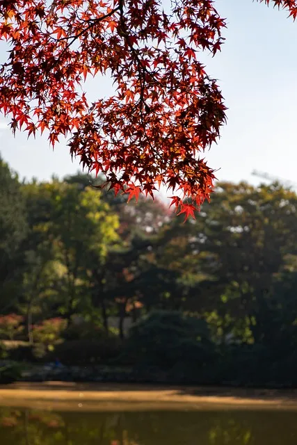 창경궁 야간개장 물빛연화 창경궁 야간개장 인터넷예매 예매 요령_3