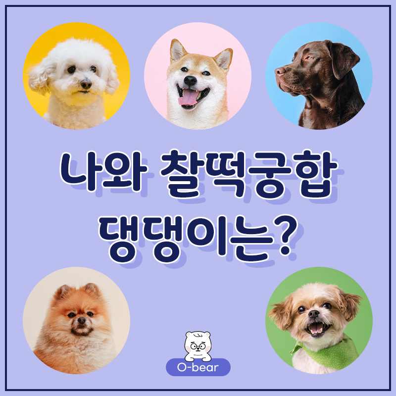 나와 찰떡궁합 댕댕이는?