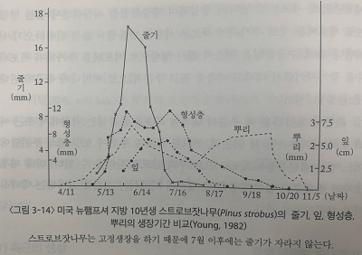 출처 : 수목생리학 (이경준 지음)