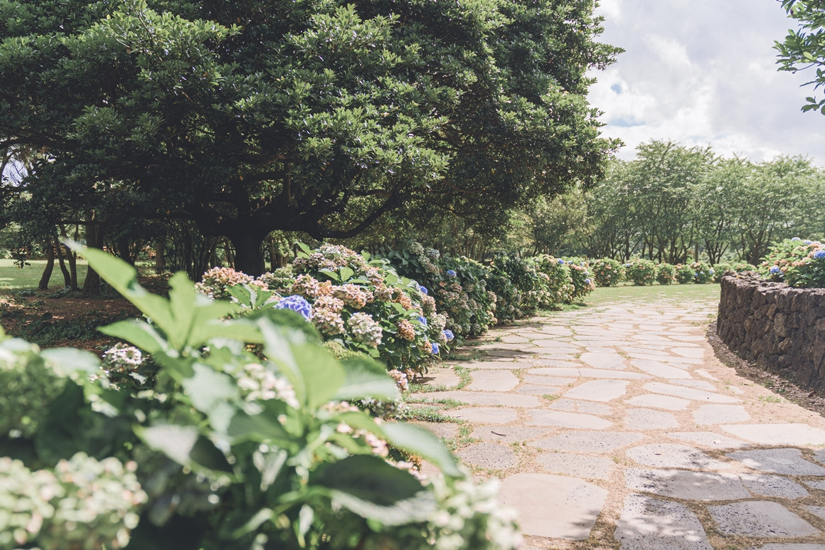 제주 혼인지 수국 명소 총정리! 개화시기부터 인생샷 포인트까지