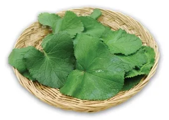 곰취 먹는방법 쌈 무침 장아찌 만드는법 요리 데치는방법_10