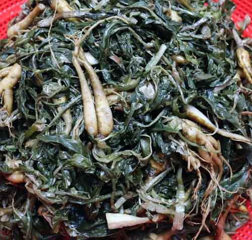 3월 제철 음식 : 고들빼기 효능과 고들빼기김치 맛있게 만드는 법
3. 절인 고들빼기 씻기