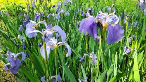 붓꽃-아이리스-개화시기-꽃말