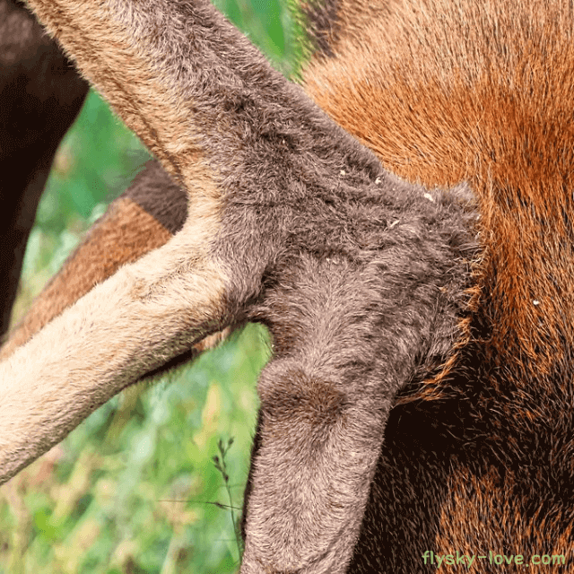 약효 뛰어난 신의 뿔 녹용