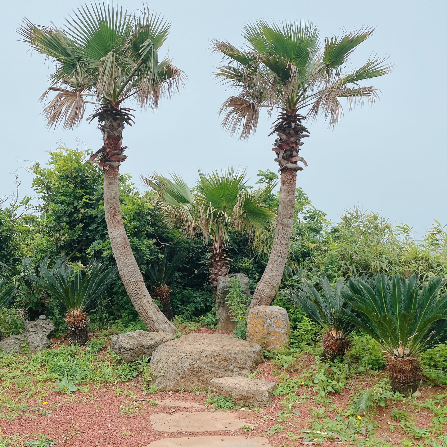 제주 서귀포 대정 서림연대 인스밀 곡물창고 개조카페 in's mill 보리개역 보리 청보리 제주 특산물