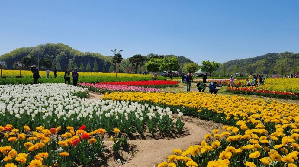 창녕 낙동강 유채축제