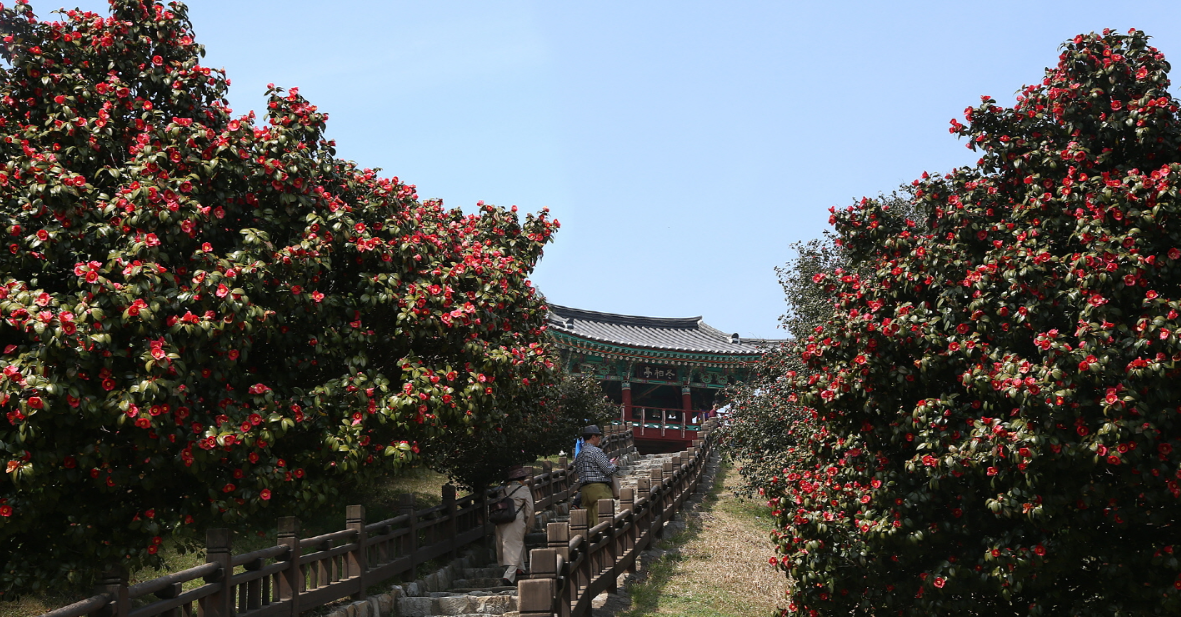 서천 동백꽃 주꾸미 축제