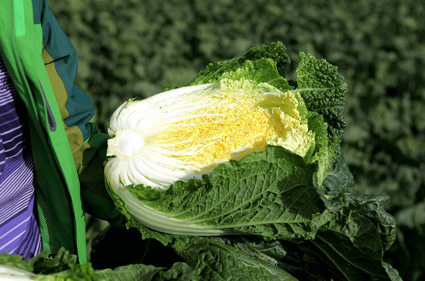 절임배추 추천 BEST 5