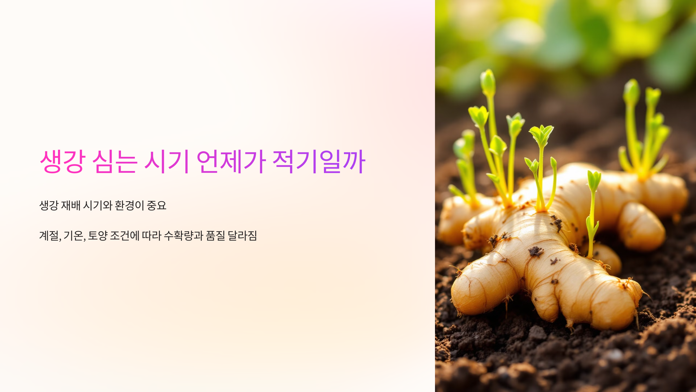 생강 심는 시기 언제가 적기일까