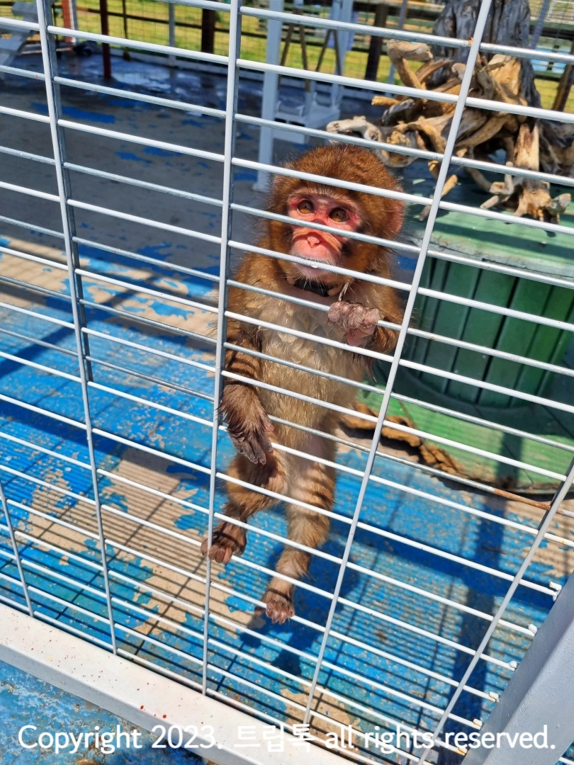 철장을 붙잡고 있는 원숭이