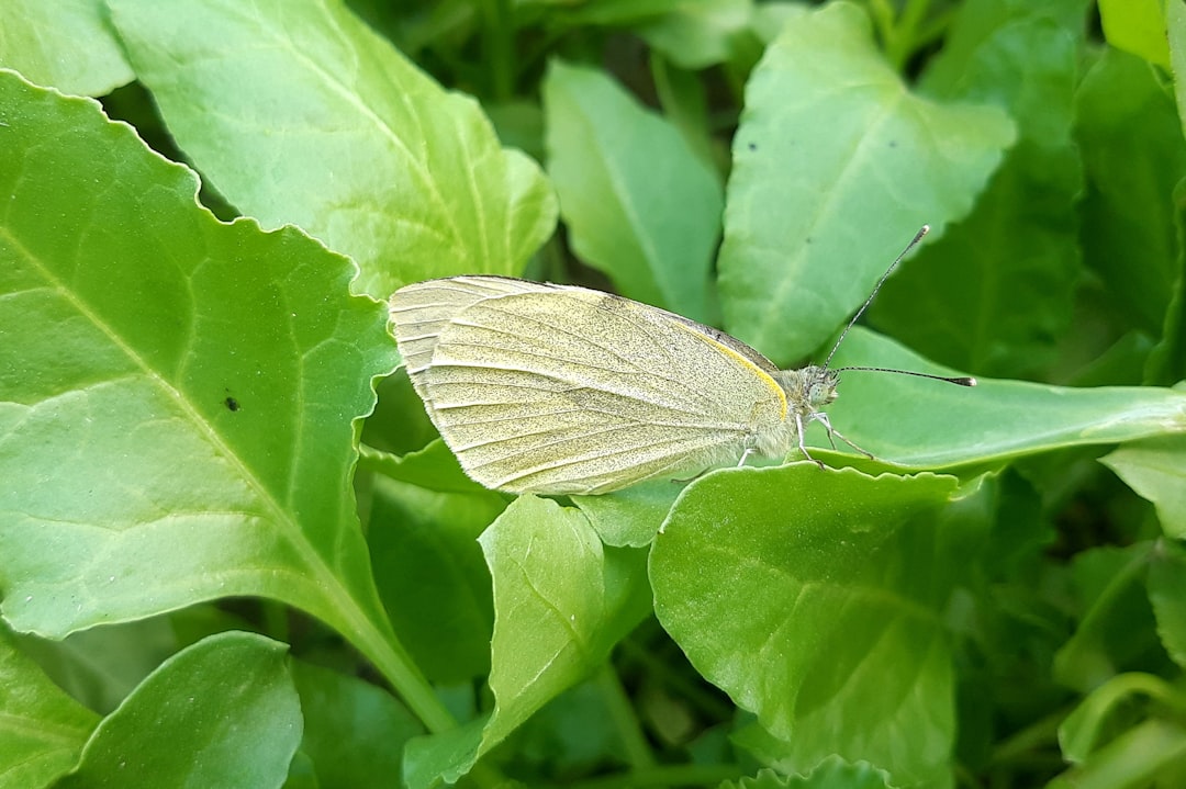 Identification