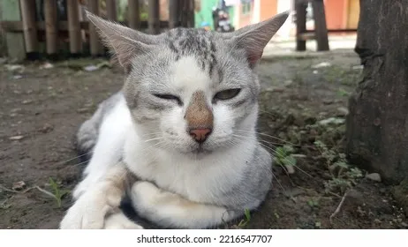 &amp;quot;고양이