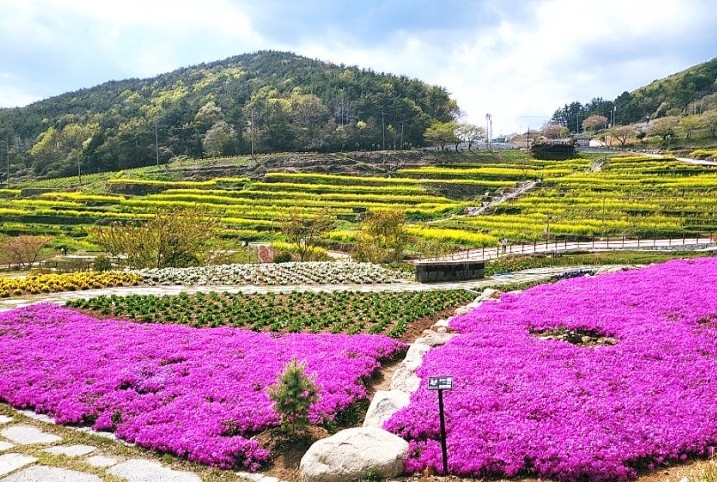 강릉 안반데기 유채꽃밭 – 고원 위 황금 물결