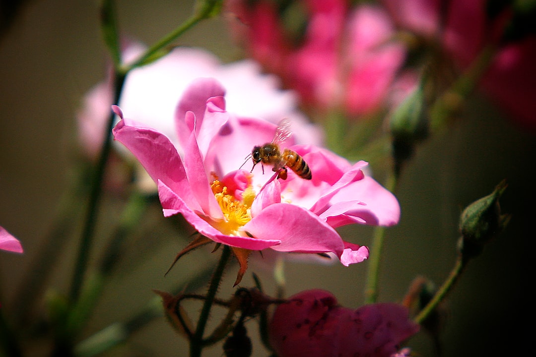Pollen