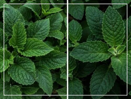 곰보배추 먹는법