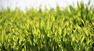 새싹보리이미지