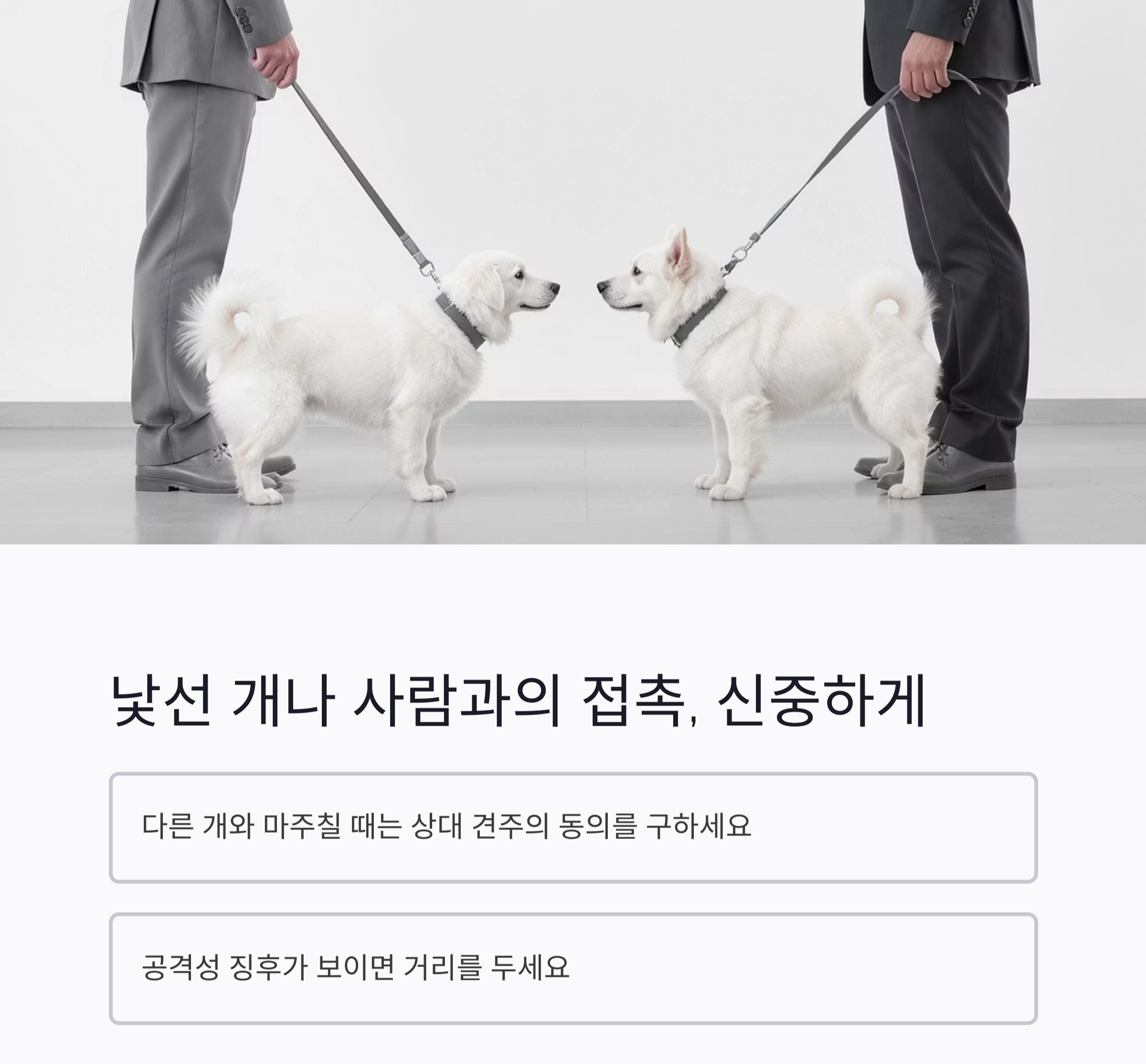 강아지 산책 시 꼭 알아야 할 필수 주의사항 7가지