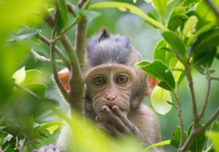 원숭이띠 삼재 2023년 원숭이띠 삼재