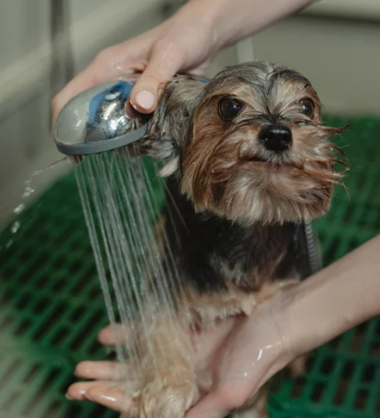 강아지 목욕 물 온도&amp;#44; 화상 위험 없는 황금 온도 측정법