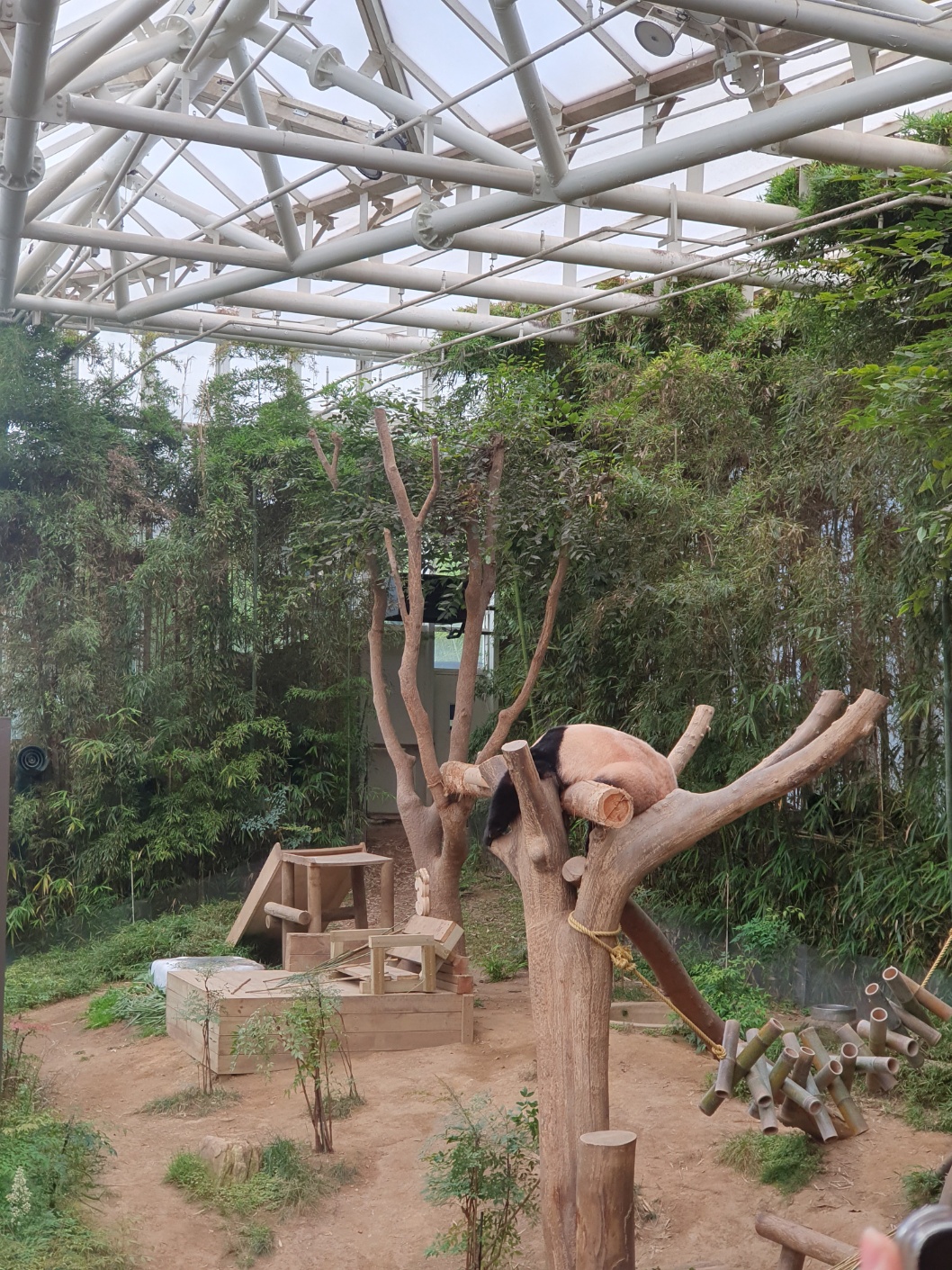 푸바오