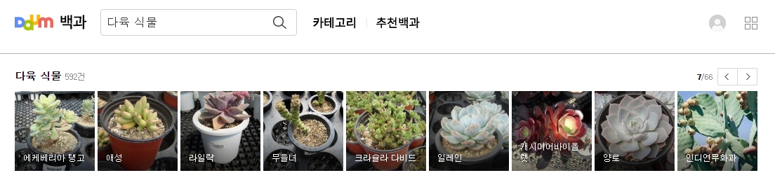 에케베리아 탱고와 애성 다육식물 사진과 이름