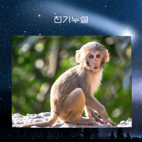 원숭이가 나오는 꿈해몽