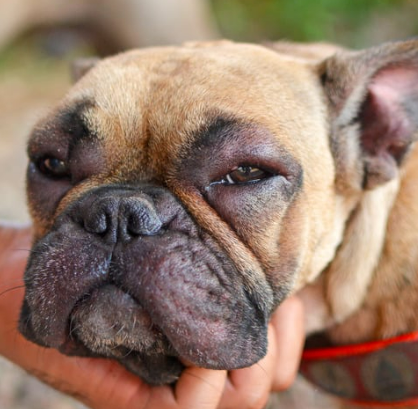 강아지 눈 다래끼 그냥 두면 안되는 이유. 증상&amp;#44; 원인&amp;#44; 치료 총정리