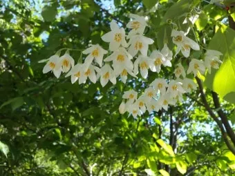 5월의 야생화 백화등 소리쟁이 낮달맞이꽃 알프스민들레_19