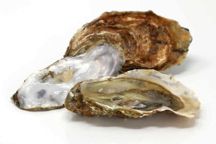 바다에서 채취를 한 굴 조개를 하얀 바닥 위에 1개는 까서 놓아두고, 1개는 통으로 놓아둔 것을 찍은 사진