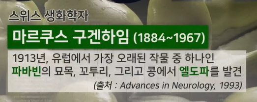 파바빈 효능