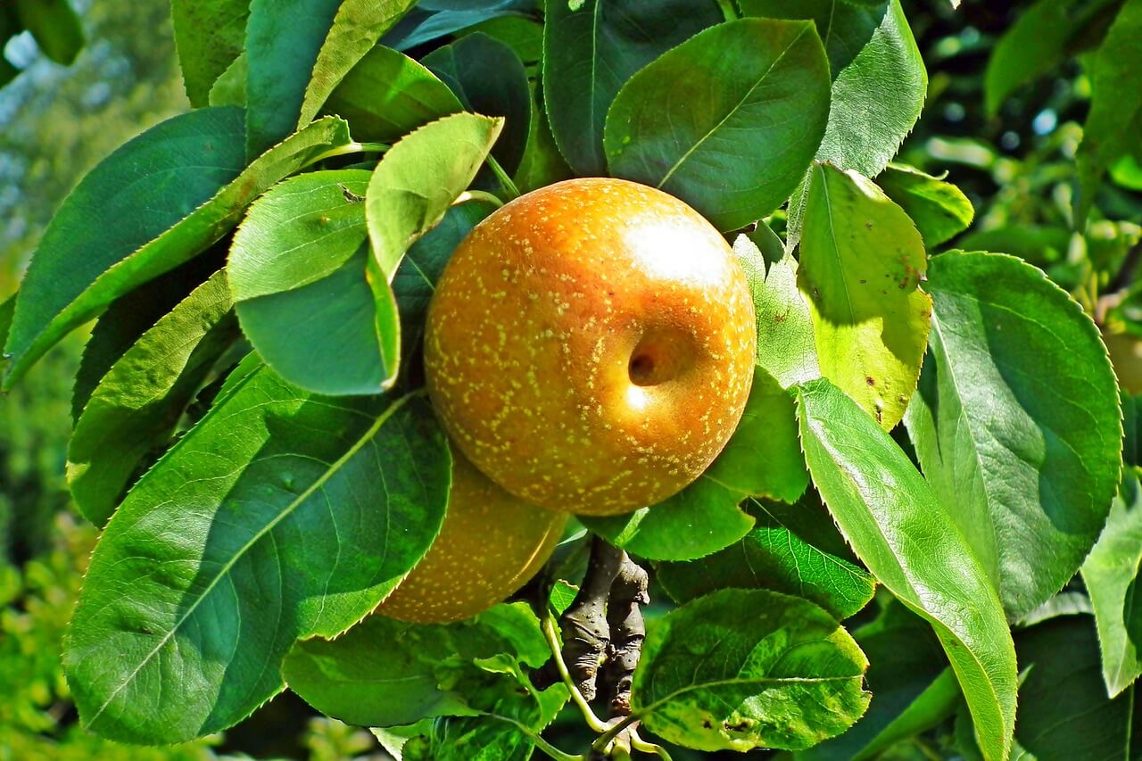 배